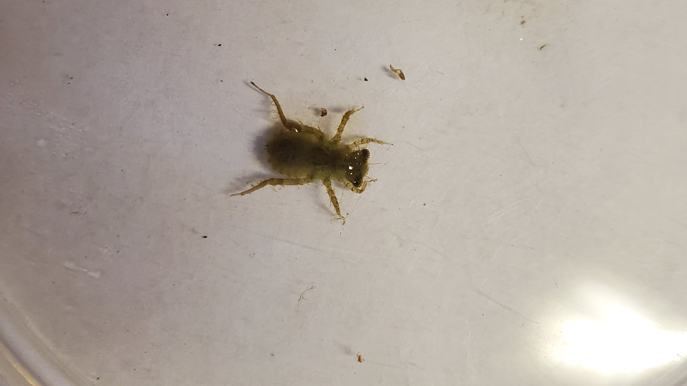 Dragonfly nymph on white background